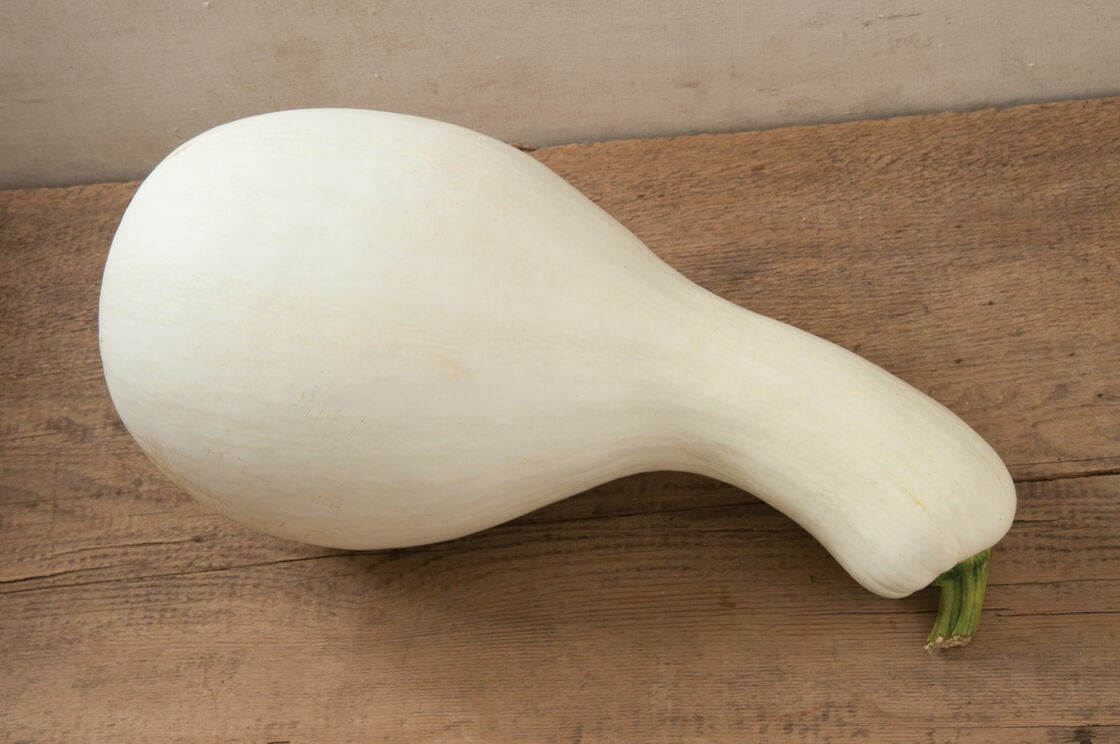 20 White Cushaw Gourd Seeds for Planting Rare White Squash