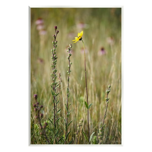 Stupell Industries Yellow Daisy Sprout Botanical & Floral Photography Unframed Art Print Wall Art, 10 x 15