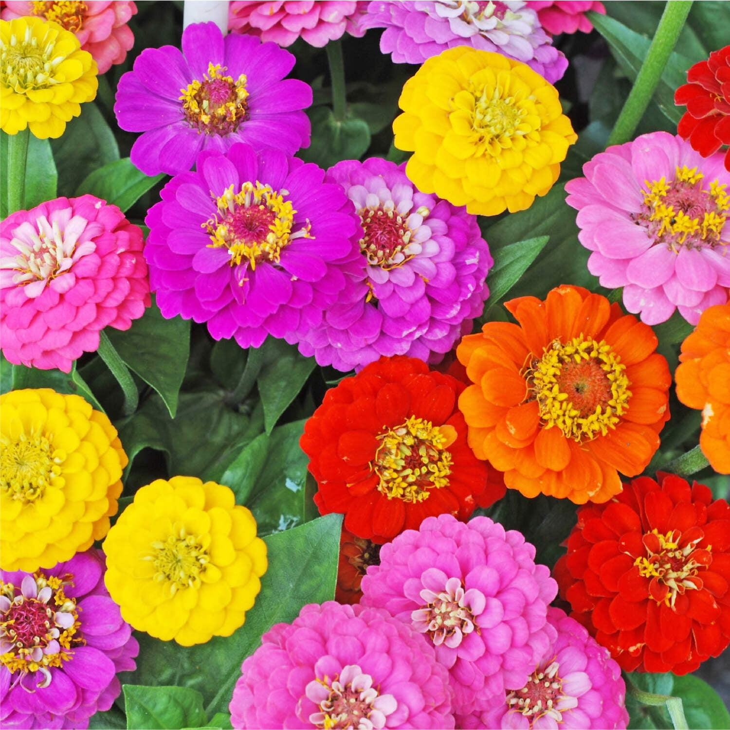 Earth Science Zinnia Wildflower Seed Mix 2 Lb. Coverage 200 Sq. Ft. for Flower Planting Walmart