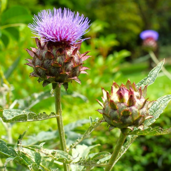 TomorrowSeeds - Cardoon Seeds - 30 Count - For 2026 Planting Artichoke Thistle Wild Cardone Cardoni