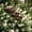 A, variant on 3-Tier Metal Rain Catcher Garden Stake, Rustic Outdoor Water Catcher Bird Bath Decor