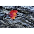 thumbnail image 2 of OBrien, Jay 24x17 Gold Ornate Wood Framed with Double Matting Museum Art Print Titled - New York, Adirondack Mountains Leaf on dark rock, 2 of 4