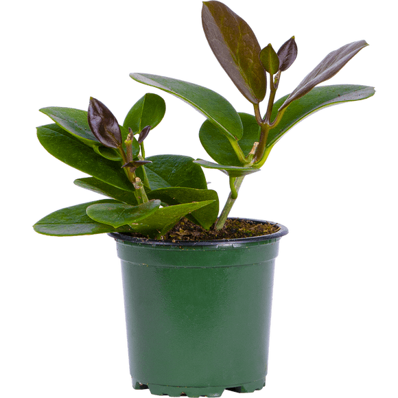 Hoya Australis Grande / Plante (S) en Cire Plantes Vivantes dans un pot de Culture de 4 Pouces