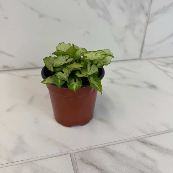 Syngonium Yami Red Wine, 4" Plant, The Plant Farm