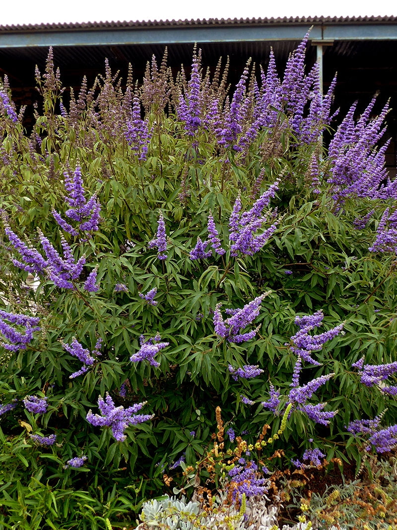Expert Gardener 12-18 in. tall Purple Chaste Vitex Live Tree in 1-Gallon Grower Pot