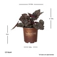 thumbnail image 3 of Southern Living Twilight Heucherella 'Foamy Bells' Live Shrub in 2.5-Quart Grower Pot, 3 of 10