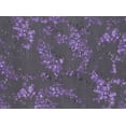 thumbnail image 2 of Zelouf Poly Triple Mesh Print W/black Trans  , Sewing, DIY, Crafts Fabric by the Yard, 966 Blk/purp, 5 Yard, 2 of 2
