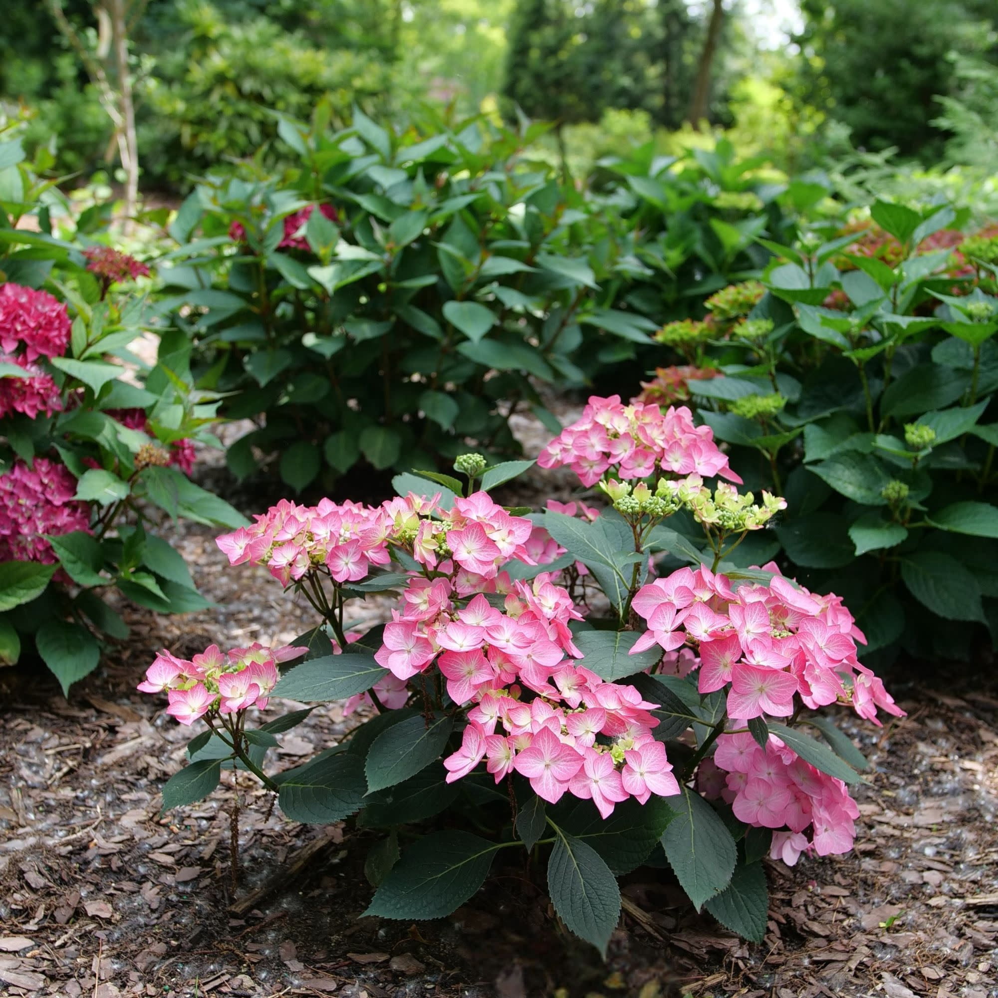 Proven Winners ColorChoice 5" Multicolor Let's Dance Hot Stepper Continuous Blooming Hydrangea Live Plant in 4.5" Pot (4 Count)