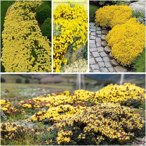 HJADGG 20000+ Yellow Creeping Thyme Seeds for Planting Thymus Serpyllum-Heirloom Creeping Thyme Seeds Ground Cover Easy to Plant-Open Pollinated