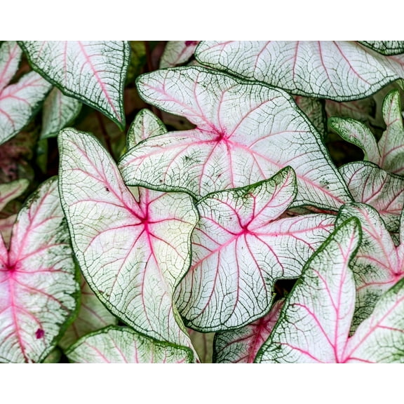6 White Queen Caladium Bulbs for Planting - Perennial Hosta, Elephant Ears, Fancy (6 Bulbs)