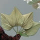 thumbnail image 3 of 4 hojas de palma secas, flores secas para decoración de boda bohemia. Afortunado Sencillez, 3 of 5