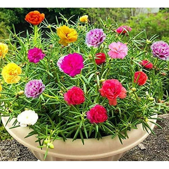 CZ Grain 200 Portulaca Grandiflora Plant Seeds
