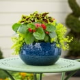 thumbnail image 4 of Better Homes & Gardens 1.5gal Multicolor Begonia Coleus Lysimachia Emerald Green Live Annual Plant Sun, 4 of 6