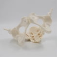 thumbnail image 5 of 1:1 Female Pelvis Model,Life Size Female Pelvic Skeleton Model, Anatomy Model for Science Education, 5 of 5