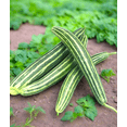 thumbnail image 2 of TomorrowSeeds - Painted Serpent Striped Armenian Cucumber Seeds - 150+ Count - For 2025 Planting, 2 of 9
