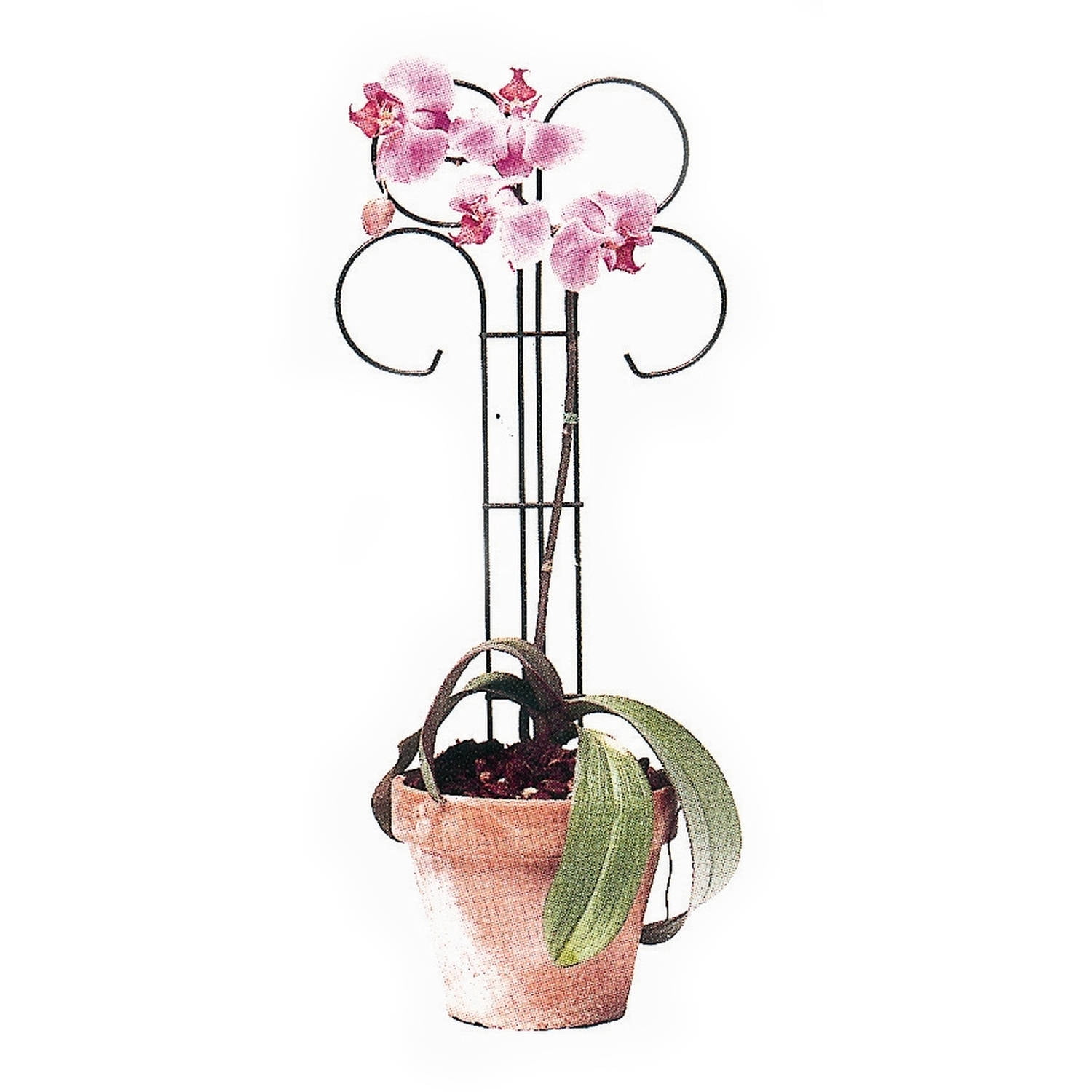 Wren Mini Scroll Pot Trellis, Set of 3 by Bosmere