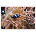 thumbnail image 1 of Coral Fish Underwater Ceramic Tile Mural Kitchen Backsplash Bathroom Shower, 403, 1 of 3