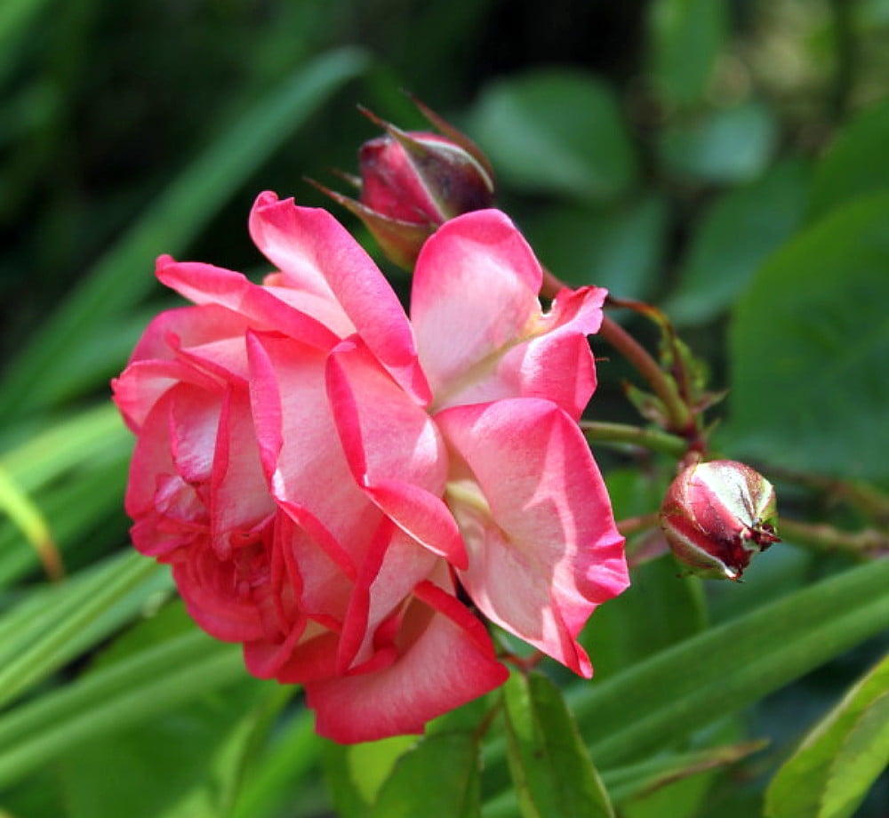 Antique 89 Climbing Antique Heirloom Rose Super Hardy 2.5" Pot