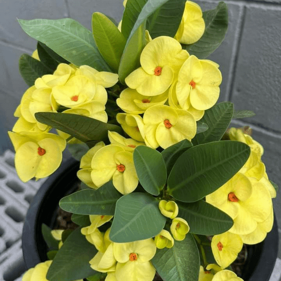 Live Yellow Crown of Thorns Plant in 4 Inch Pot, Euphorbia milii Floral Yellow Flowers Plant Houseplant Indoor Garden