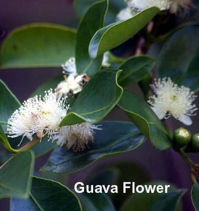 Strawberry Guava Plant - Psidium cattleianum - Indoors or Out - 4" Pot - image 3 of 6