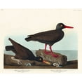 thumbnail image 2 of Audubon, John James 14x12 Gold Ornate Wood Framed with Double Matting Museum Art Print Titled - White-legged Oyster-catcher, or Slender-billed Oyster-catcher, 2 of 4