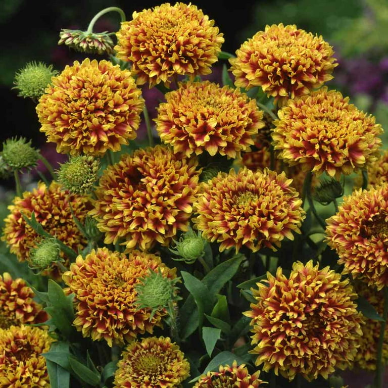 Outsidepride Gaillardia Pulchella Bicolor 2000 Seeds Walmart