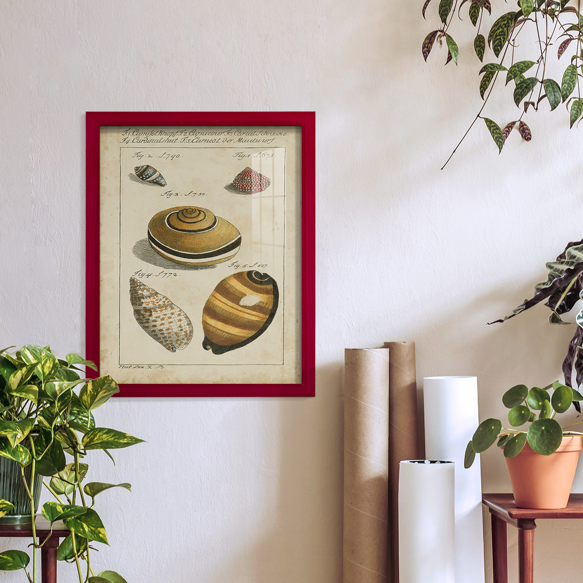 Vintage Shell Study IV -Framed Print w/glass-Cherry Red