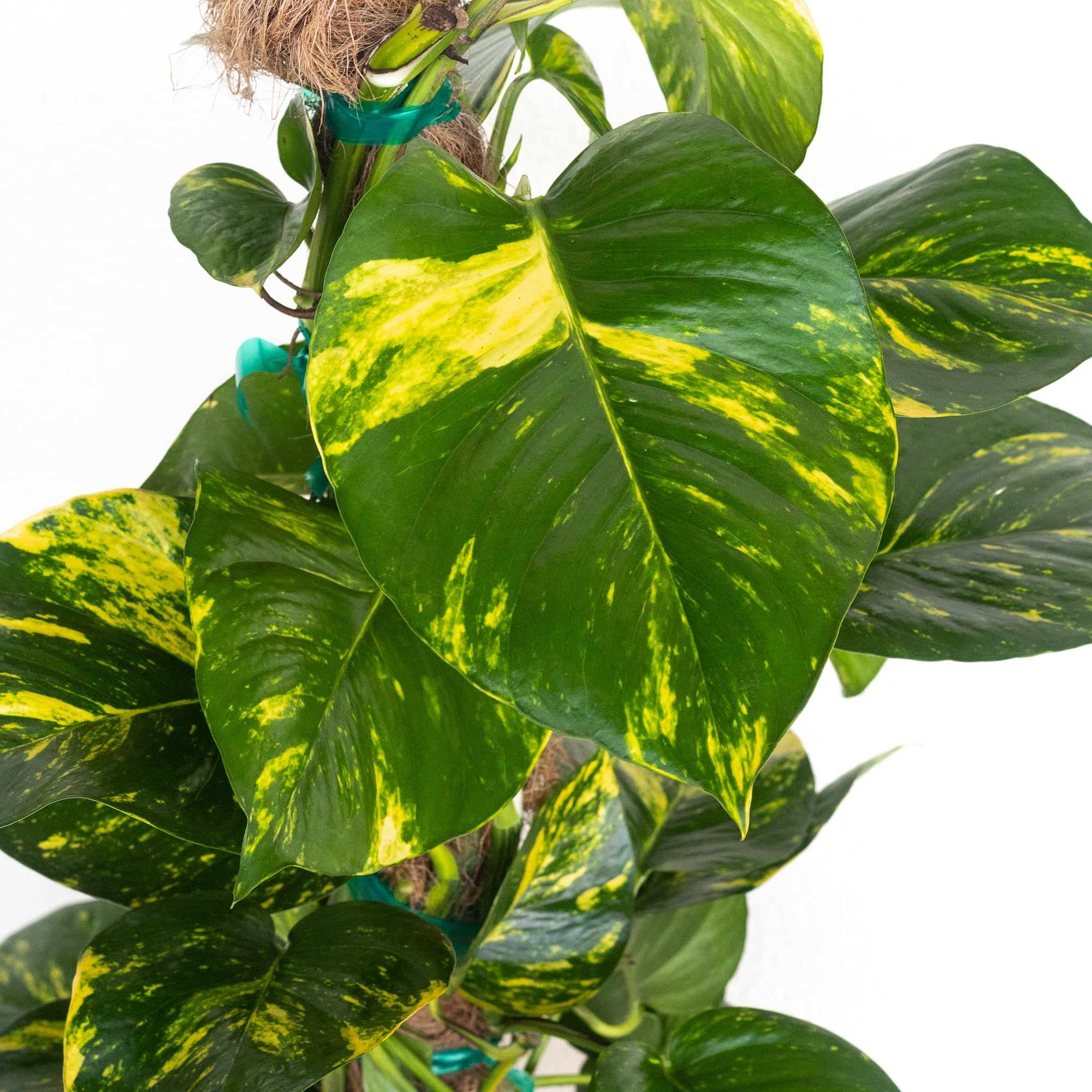 Golden Pothos Totem Plant, Live Indoor Houseplant from United Nursery, 34in Tall, Ships in 9.25in Pot, Easy Care Trailing Aroid, Air Purifying Tropical Plant, Bright Indirect Light, Home Decor