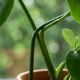 thumbnail image 5 of 10Pcs Flexible Plant Support Stakes, Bendable Indoor Garden Rods for Custom Orchid Training and Potted Plant Growth Path Optimization Use, 5 of 6