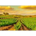 thumbnail image 2 of wall26 - View of a Vineyard with Ripe Grapes in a Mediterranean Country at Sunset - Removable Wall Mural | Self-Adhesive Large Wallpaper - 66x96 inches, 2 of 6