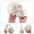 thumbnail image 2 of Anatomical Human Skull Model, 3-part, Numbered, Life Size, 2 of 5