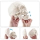 thumbnail image 2 of Anatomical Human Skull Model, 3-part, Numbered, Life Size, 2 of 5