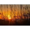 thumbnail image 2 of Head, Danny 32x24 White Modern Wood Framed Museum Art Print Titled - Sea Oats, 2 of 4