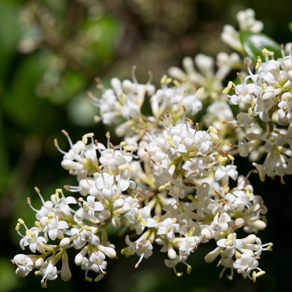 Altman Plants 1Gal Ligustrum Japonicum Live Plant Pot