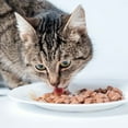 thumbnail image 6 of Purina Pro Plan Focus Senior Wet Cat Food Variety Pack – Chicken & Beef, Salmon & Tuna – 6 Cans (3 Each) | MerlinsMart Zine & Catnip Toy, 6 of 9