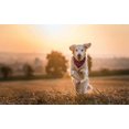thumbnail image 5 of Paquete de 2 pañuelos para perros, pañuelo clásico navideño a cuadros para mascotas, bufanda, baberos triangulares, conjunto de pañuelo,, 5 of 5