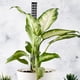 thumbnail image 2 of Soporte de columna para plantas trepadoras de musgo, pequeño, de PVC y ABS para interiores, 2 of 6