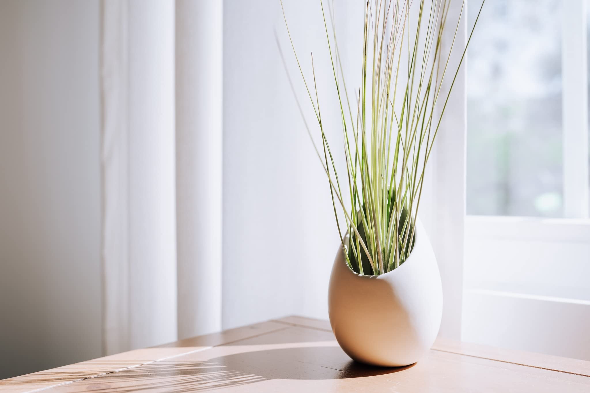 Large Juncea Air Plants 8 to 10 Inches - Live Succulent House Plants - Available in Wholesale and Bulk - Home and Garden Decor - Easy Care Indoor and Outdoor Plants (Pack of 25)