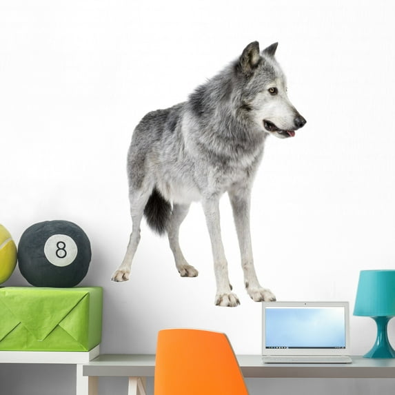 Mackenzie Valley Wolf 8 Wall Decal by Wallmonkeys Peel and Stick Graphic (36 in H x 26 in W) WM207224