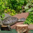 thumbnail image 3 of OULII Turtle Basking Ramp Turtle Platform Wood Multi 1 Set Pet Owners Easy Cleaning Home Aquarium, 3 of 5