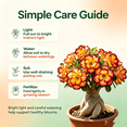 thumbnail image 2 of Desert Rose, Shade Plant for Gardens-Easy Grow-Low Maintenance-Ideal for Beds Borders, Plant Pots & Planters, 2 of 5