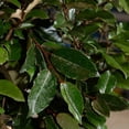 thumbnail image 3 of Expert Gardener Ebbing's Silverberry (2.5 Quart) Evergreen Shrub With Dark Green Leaves With A Silver Underside, 3 of 9