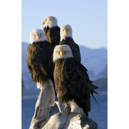 Several Adult Bald Ealges Perched On Driftwood On The Shores Of Kachemak Bay On The Homer Spit Alaska Canvas Art - Don Pitcher Design Pics (11 x 17)