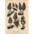 thumbnail image 2 of Black Morel, Morchella Conica, Edible Poster Print By ® Florilegius Mary Evans (24 X 36), 2 of 4