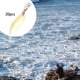 thumbnail image 5 of 20x Accesorios de pesca Señuelos de agua dulce Señuelos de pesca realistas Pesca Oro l, 5 of 8
