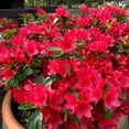 thumbnail image 3 of Hino-Crimson (Hybrid) Azalea – Live Evergreen Flowering Shrubs with Red Blooms, 3 Gallon Potted, Set of 2, 3 of 6