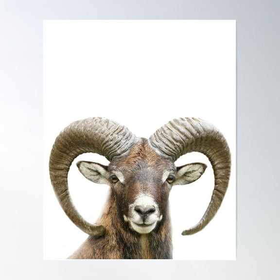 Bighorn Sheep Print By Zouzounio Art Poster Wall Art, Modern Wall Decor For Living Room Bedroom, 8x12 UNFRAMED