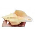 thumbnail image 6 of Beautiful White Indian Chank Shell - "The Divine Conch" (5-6") Beach Wedding Centerpiece - Planting - Nautical Decor, 6 of 7