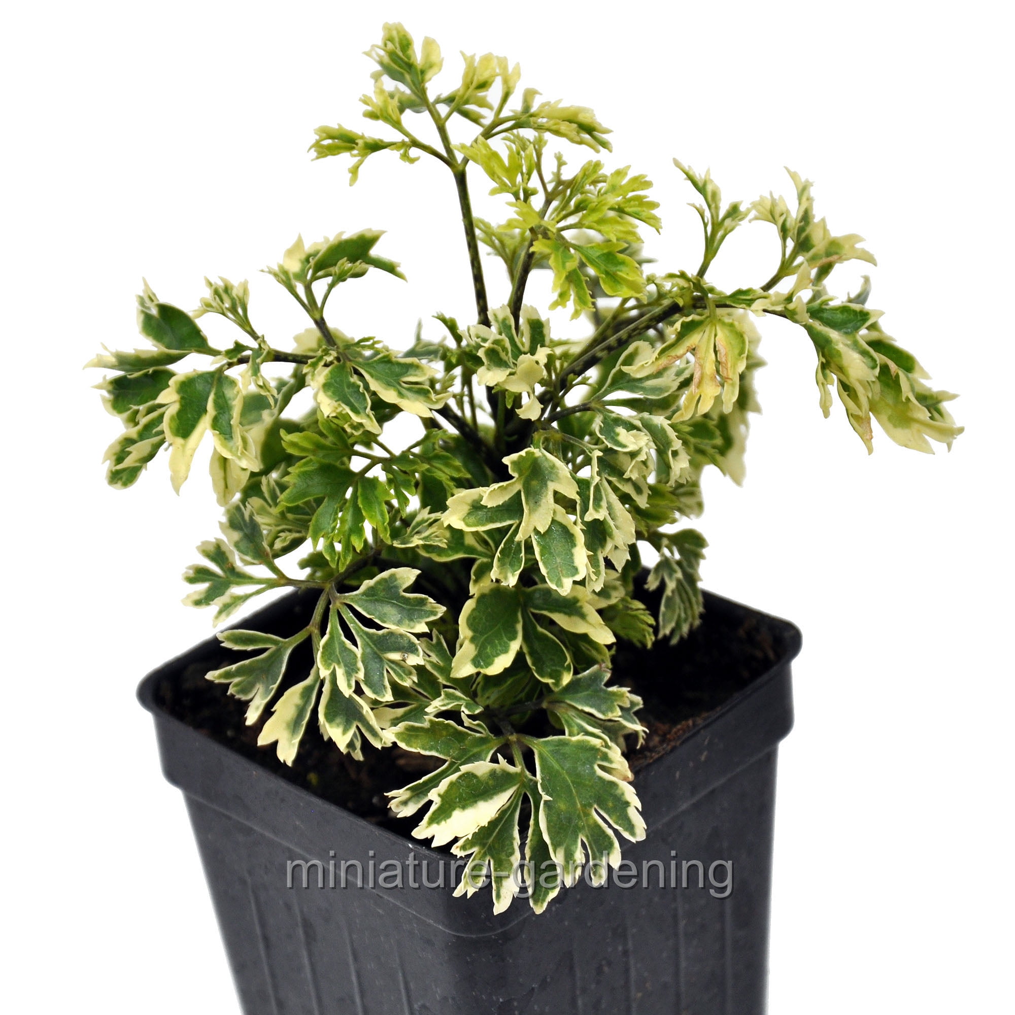 Aralia Parsley Gold Variegated