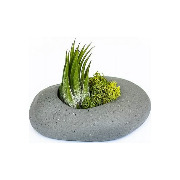 Gray Ceramic Stone Holder with Assorted Air Plants - Live Tillandsia Succulent House Plant Easy Care Indoor and Outdoor Plant (Pack of 1)